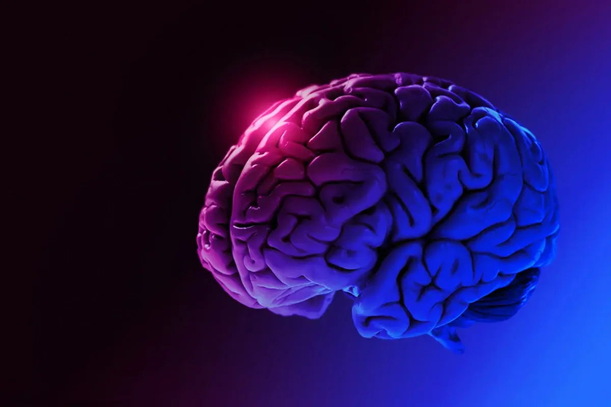 Brain Image